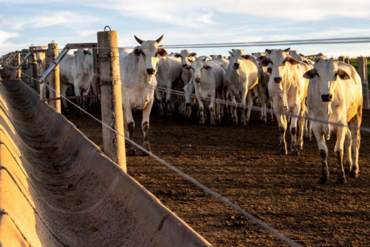 Bahia ultrapassa 13,1 milhões de cabeças de gado e lidera produção no Nordeste