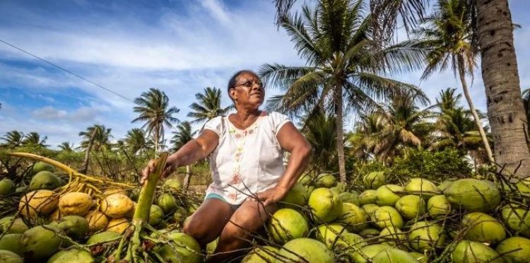 Agricultores familiares de Acajutiba aumentam produção de coco para o verão