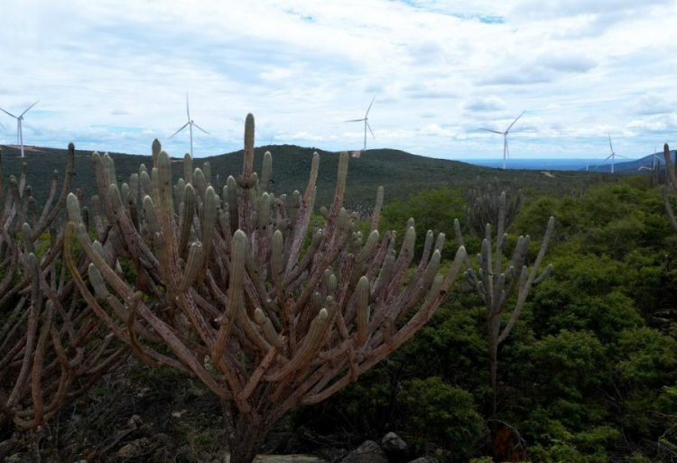 Em menos de quatro décadas, área destinada à soja cresce nove vezes