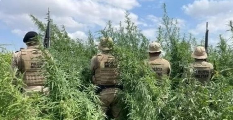 Polícia Militar erradica 65 mil pés de maconha em Curaçá