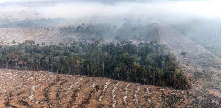 Condenações por desmatamento ilegal crescem, mas apenas 5% resultam em indenizações pagas na Amazônia